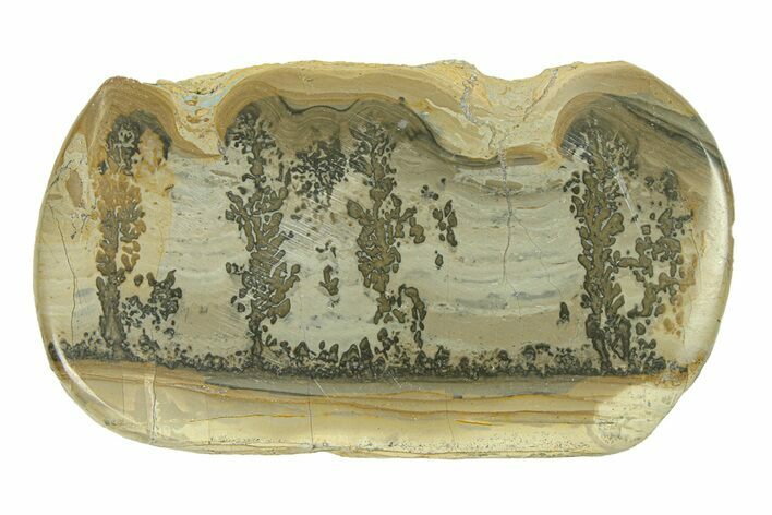 Triassic Aged Stromatolite Fossil - England #285824